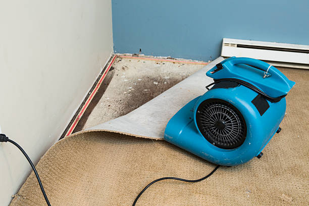 Best Ceiling water damage repair  in Granite City, IL